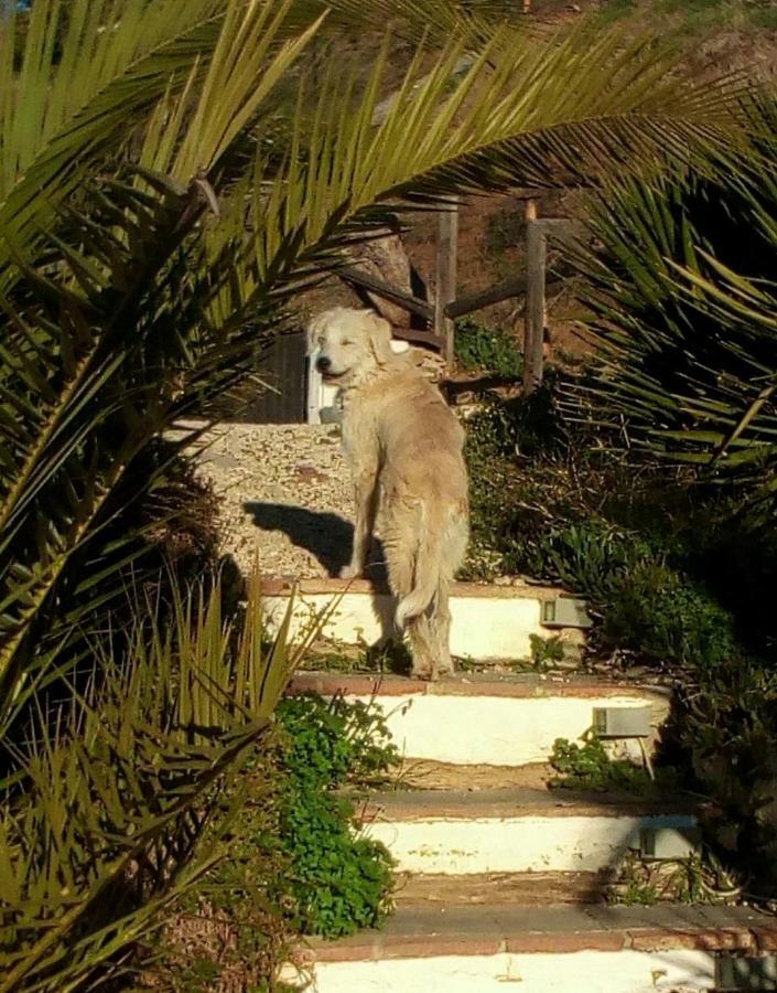 Casa Colina Otel Comares Dış mekan fotoğraf
